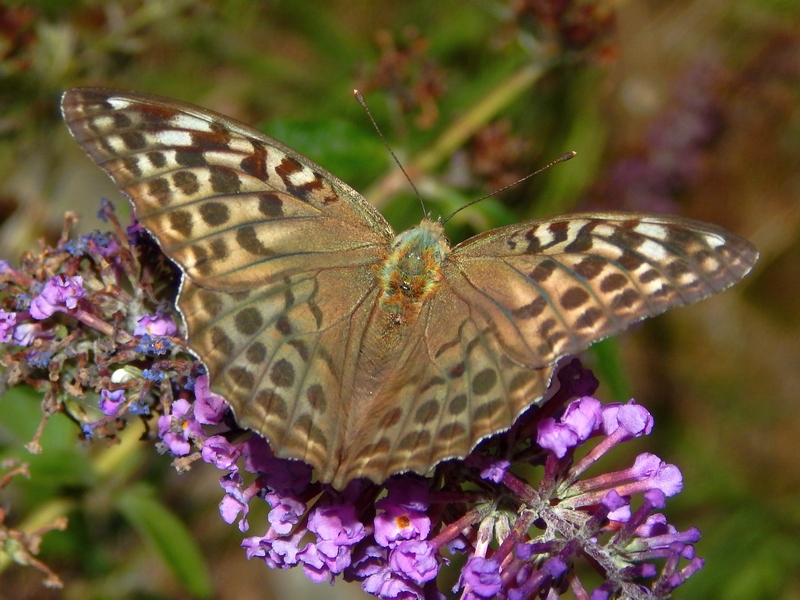 Argynnis adippe? S, con Argynnis paphia